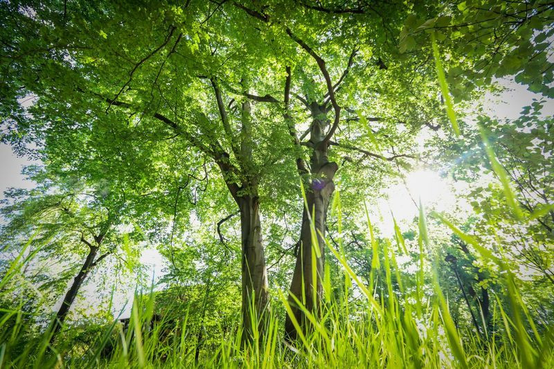 zdjęcie wyróżniające Buk z Rybnika w konkursie Drzewo Roku 2024